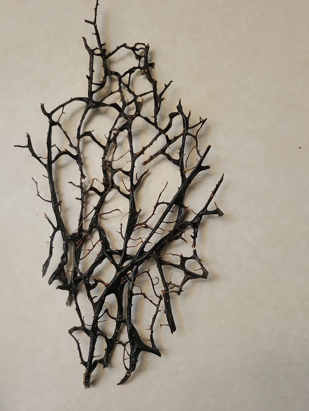 Natural black sea fan small